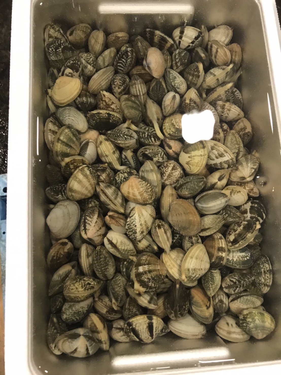 ∞北海道　北海アサリ（大） 500g入１パック　1200円