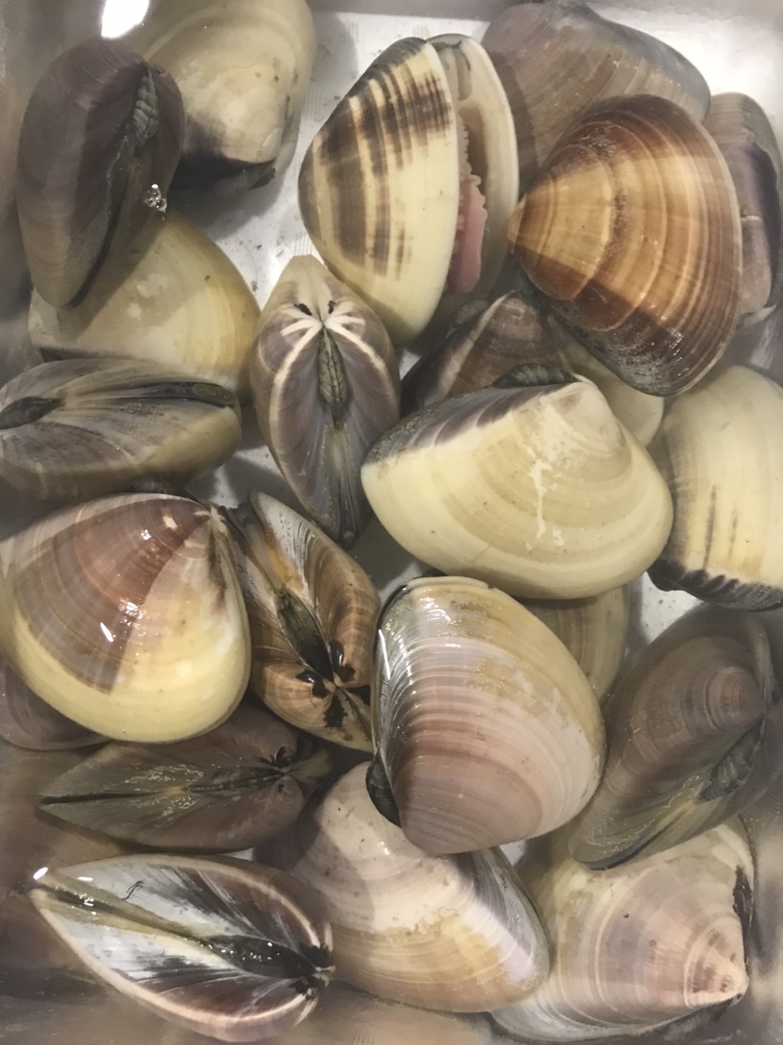 ∞鹿島　地ハマグリ　１個　100g前後　500g入　1p1200