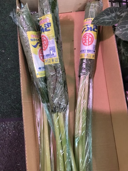 春ふき　１束　S 