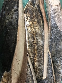 冷凍かつおたたき（1本）k2000