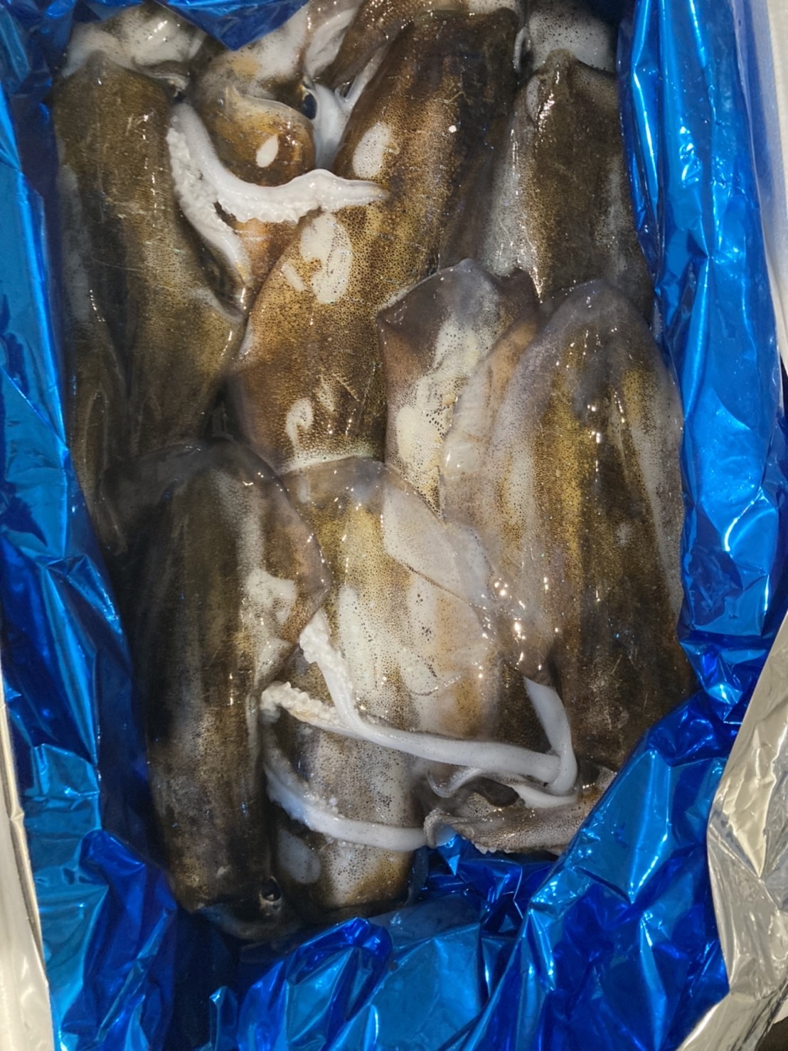 ＊特売！　千葉　アオリイカ　1k前後　1尾　k5500