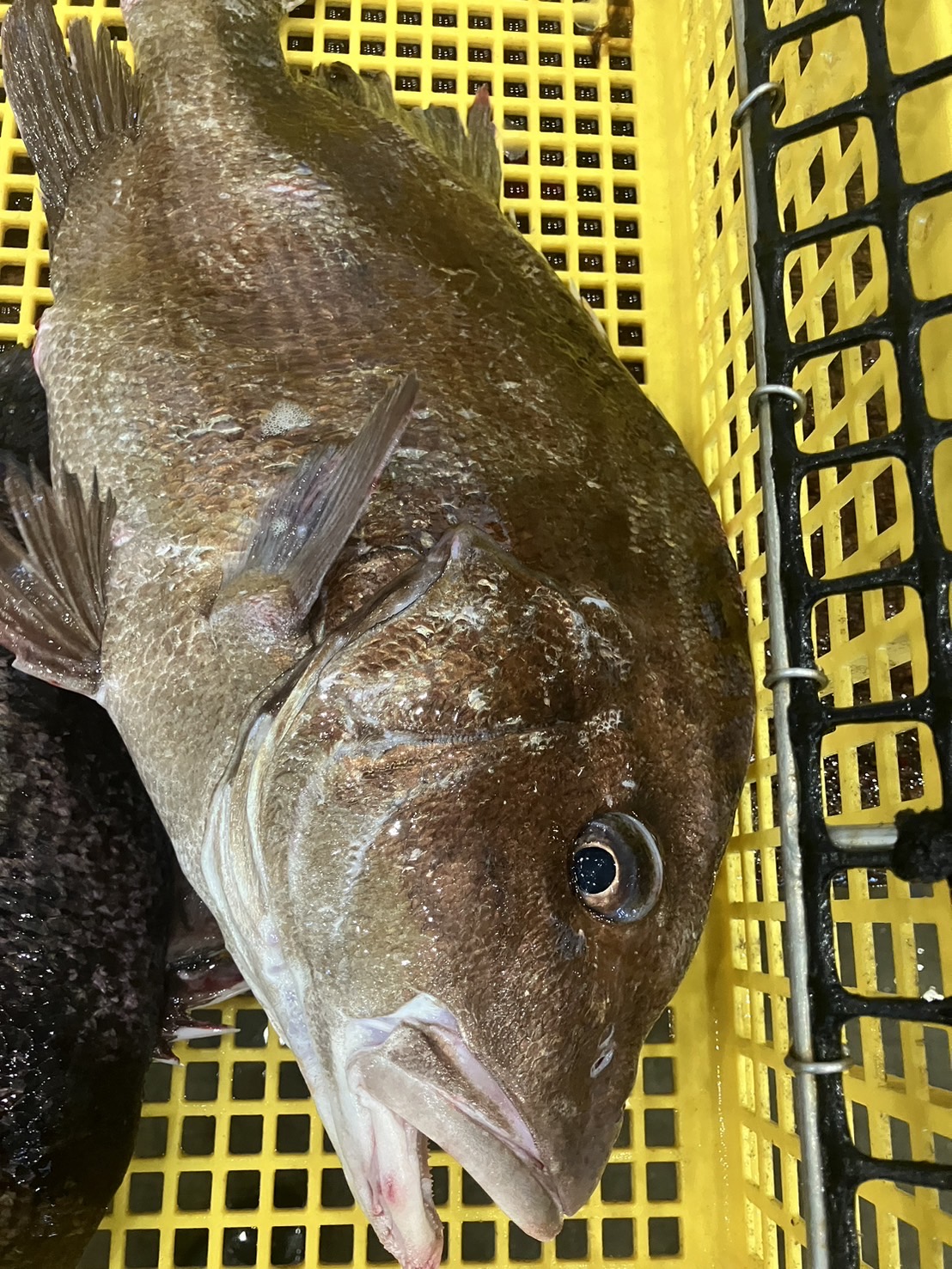 ○千葉　活ヒゲソリダイ　1.5k前後　　1尾　k1800