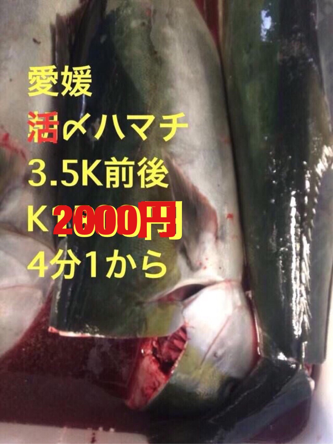 →愛媛　活〆ハマチ　1/4　k2700