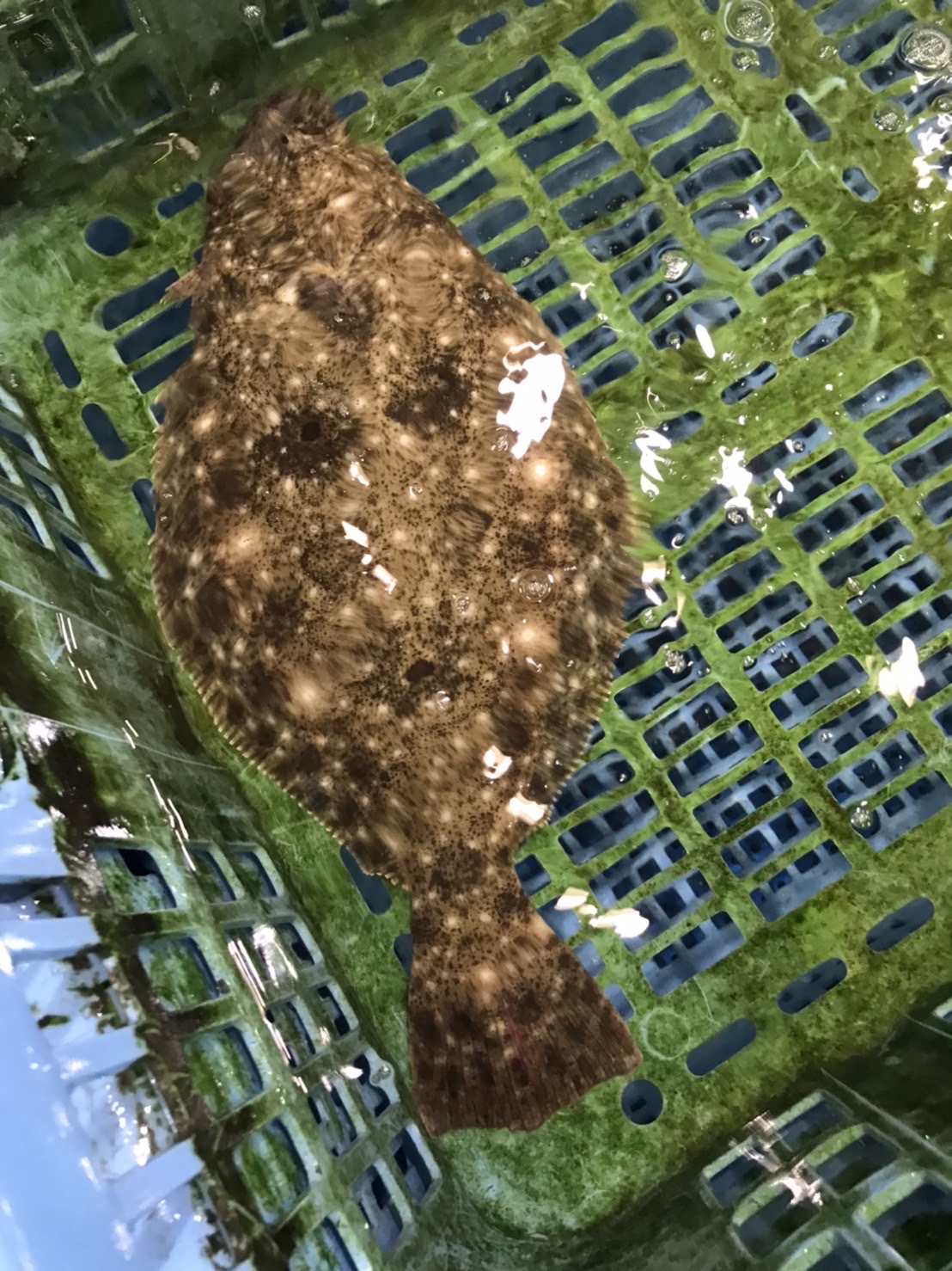 →特売！　千葉　活〆ヒラメ　2k前後　半身　k2300