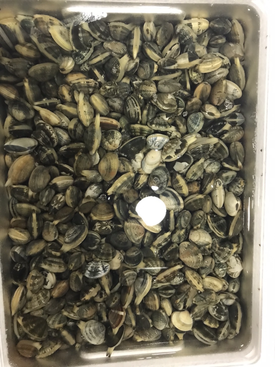 ∞美味！　青森　船上茹で　アワビツブ　生食用　500g入　1p 1280円