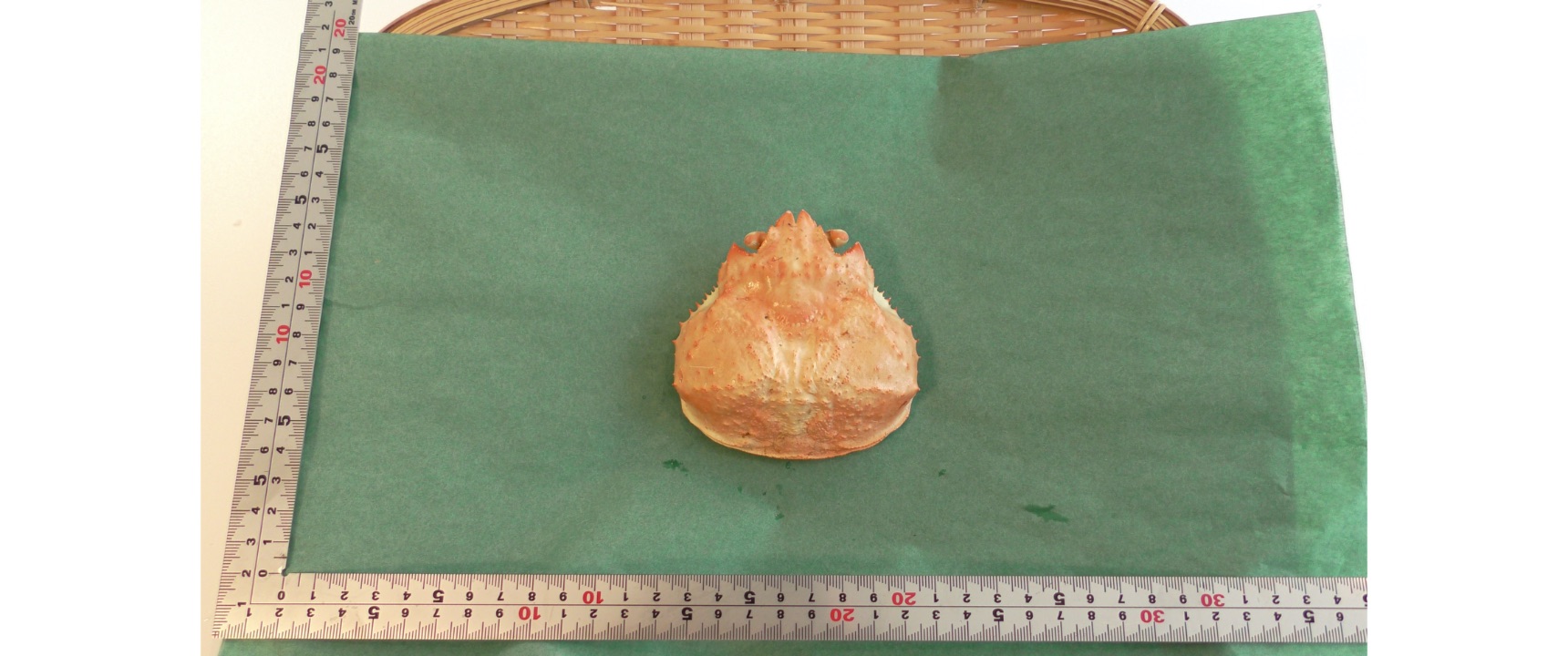 冷凍カニ甲羅(1個)60円