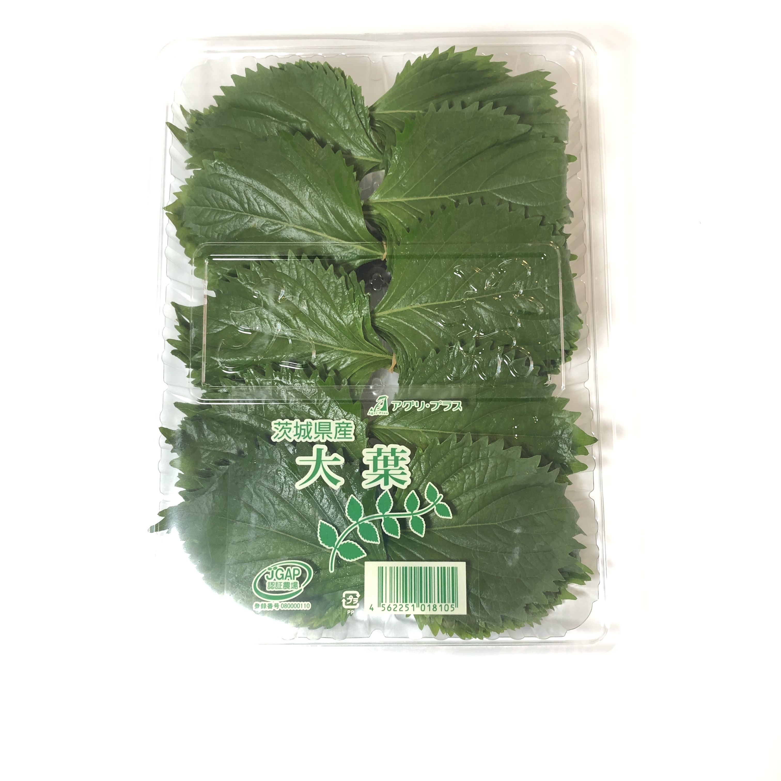 大葉(100枚/1ﾊﾟｯｸ)