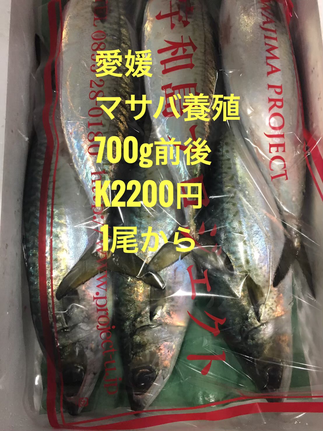 →養殖マサバ　７００g前後　１尾　k3800円