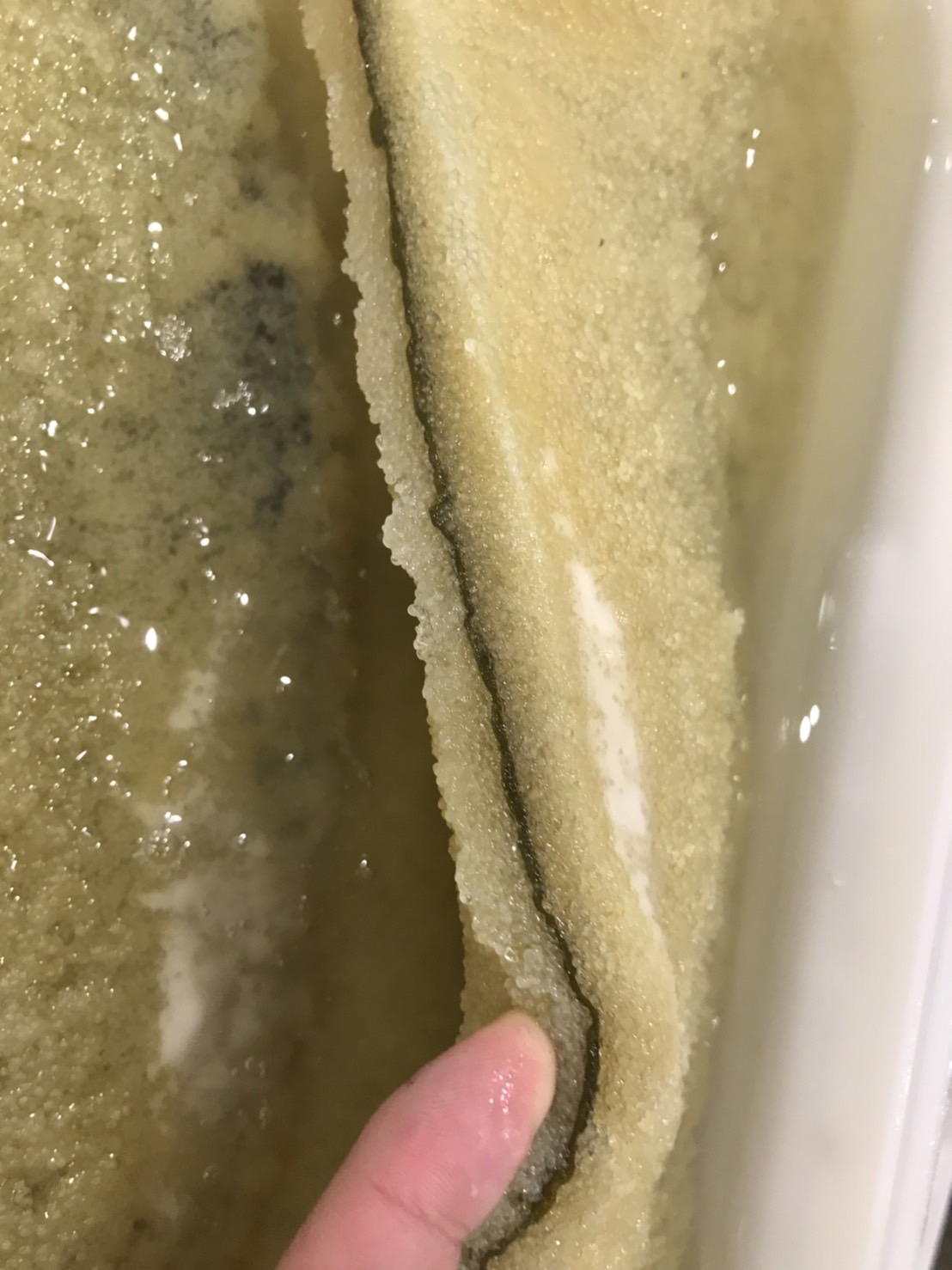 →子持ちコンブ　極上上　1枚　k17000