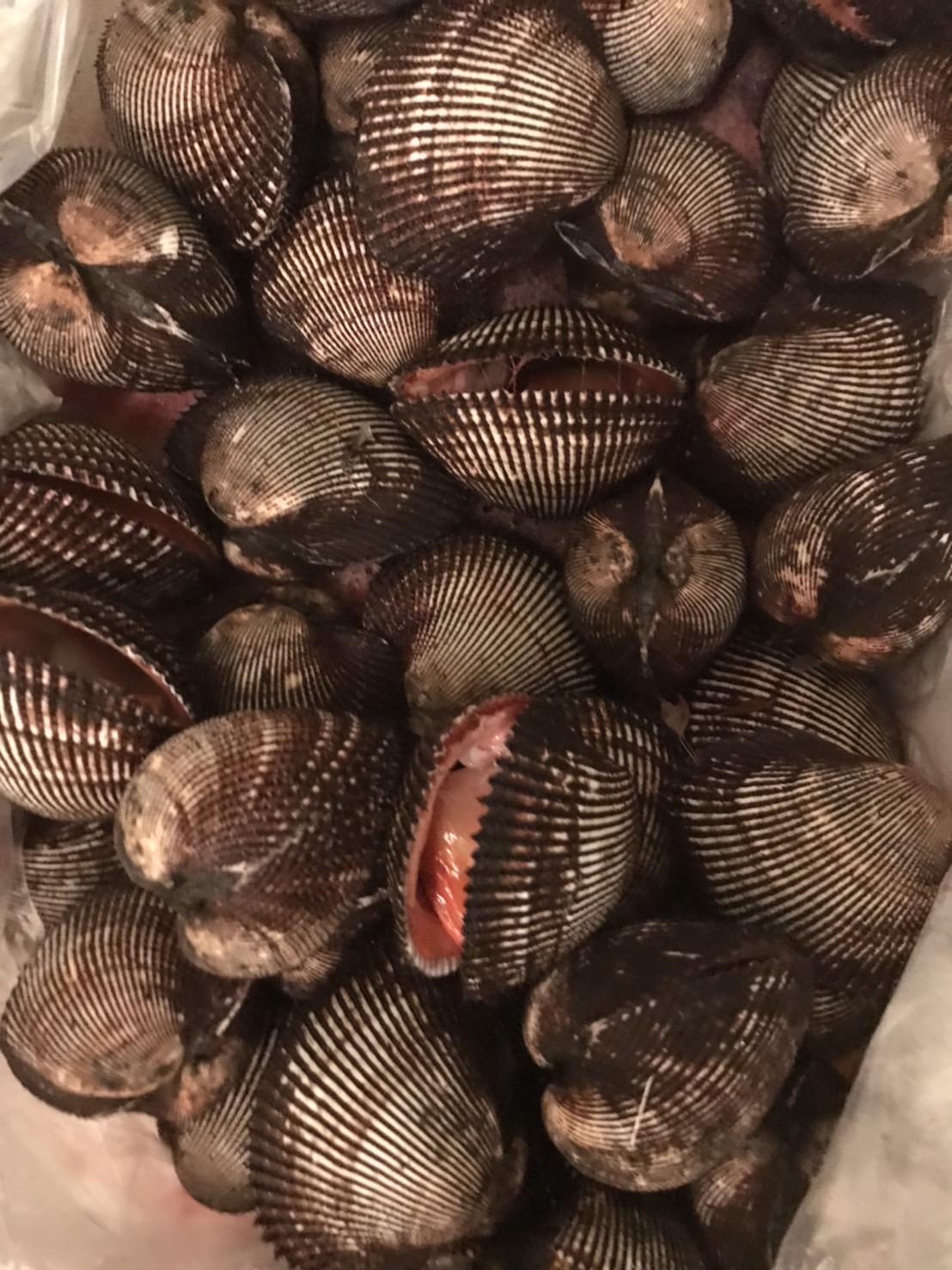 ∞中国　アカガイ　大　刺身用　1個