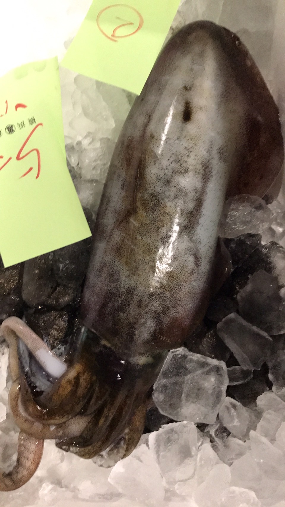 ＊愛知　スミイカ　大　500g入　1p 1200