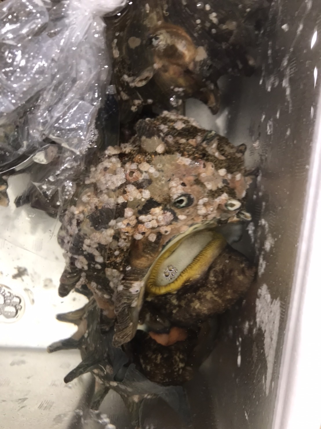 ∞長崎　サザエ　150～180gサイズ　1個　k2000