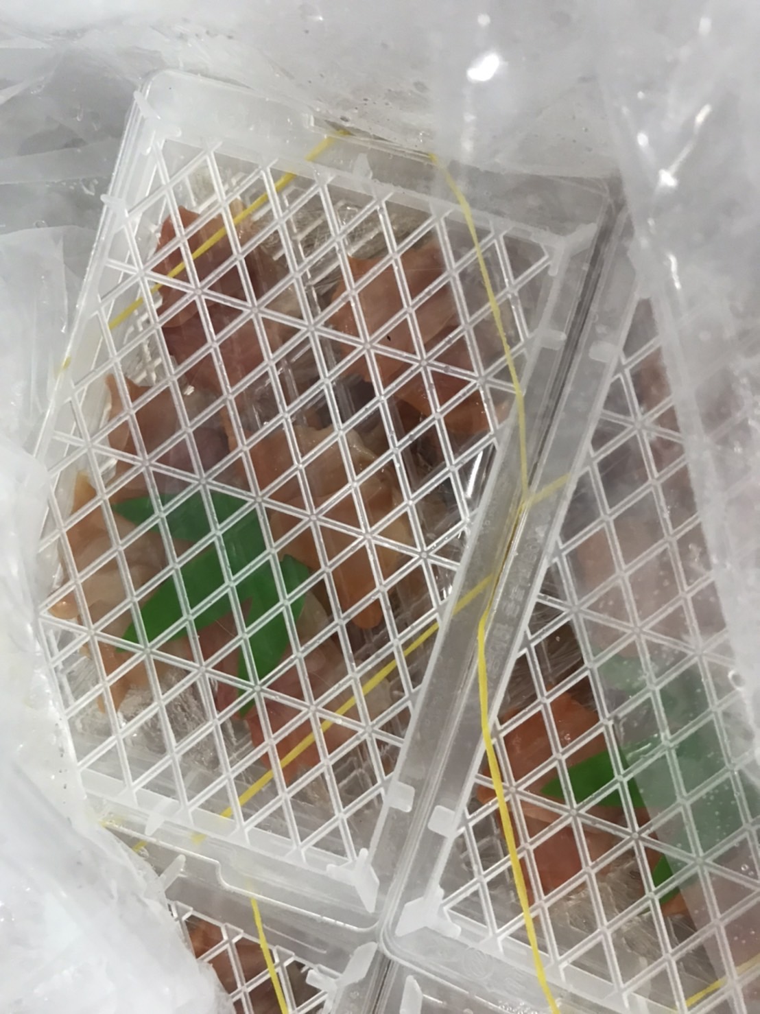 ∞北海道　野付　青柳板　1枚