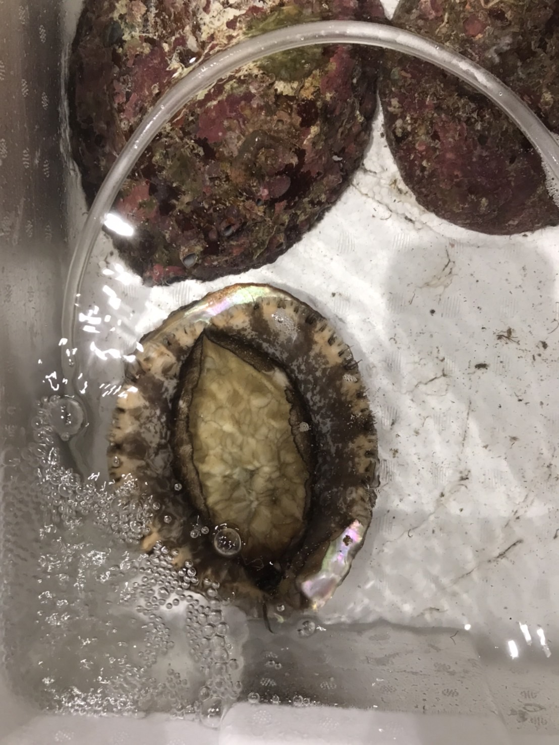 ∞特売！！韓国　エゾアワビ　60～70前後　1個