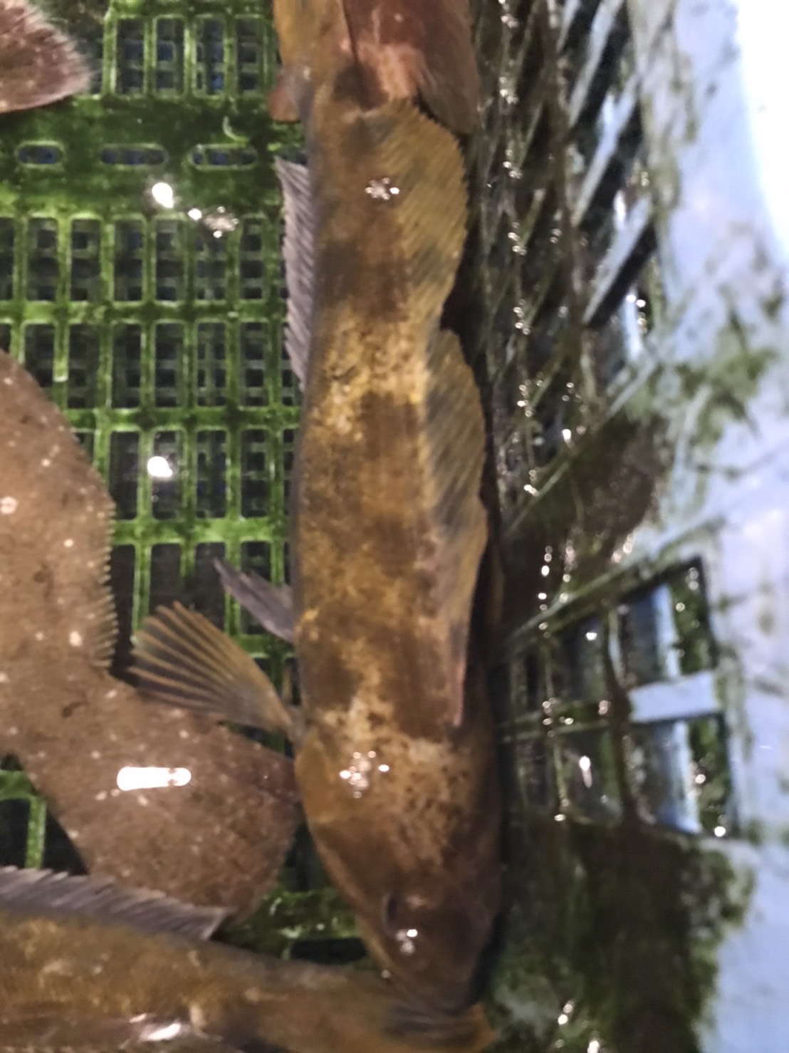 ○旬！特売！岩手　活〆アイナメ　800g前後　1尾　k2800