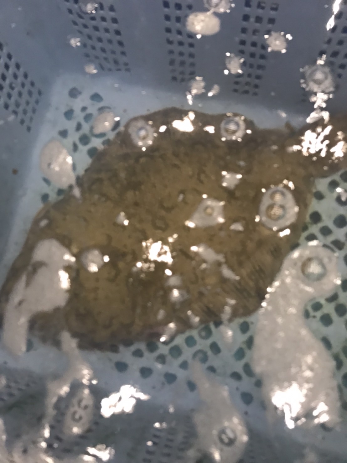 ○特売！千葉　活ヒラメ　上　2k前後　半身　k3300