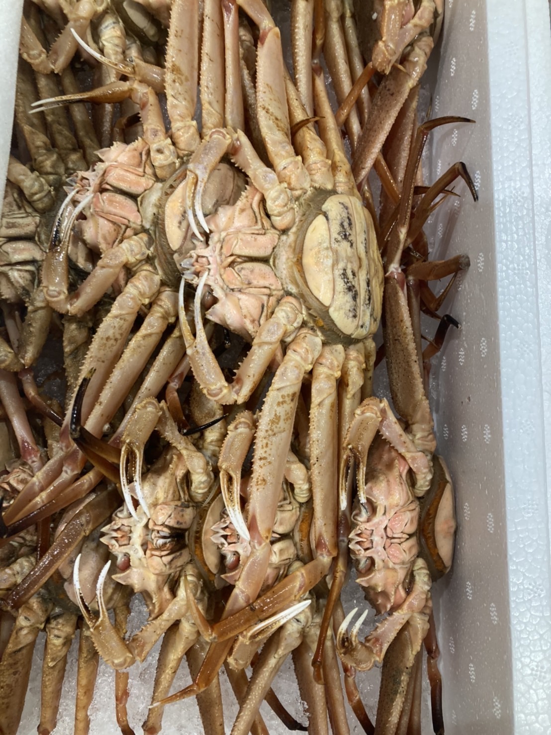 ＊北海道　ズワイカニ　1オレ　500g前後　　1尾　k2500