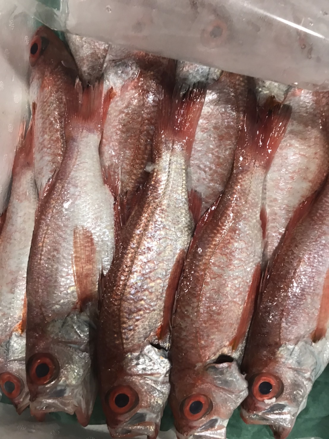 →特売！　最高級　ノドグロ　脂　230g前後　1尾