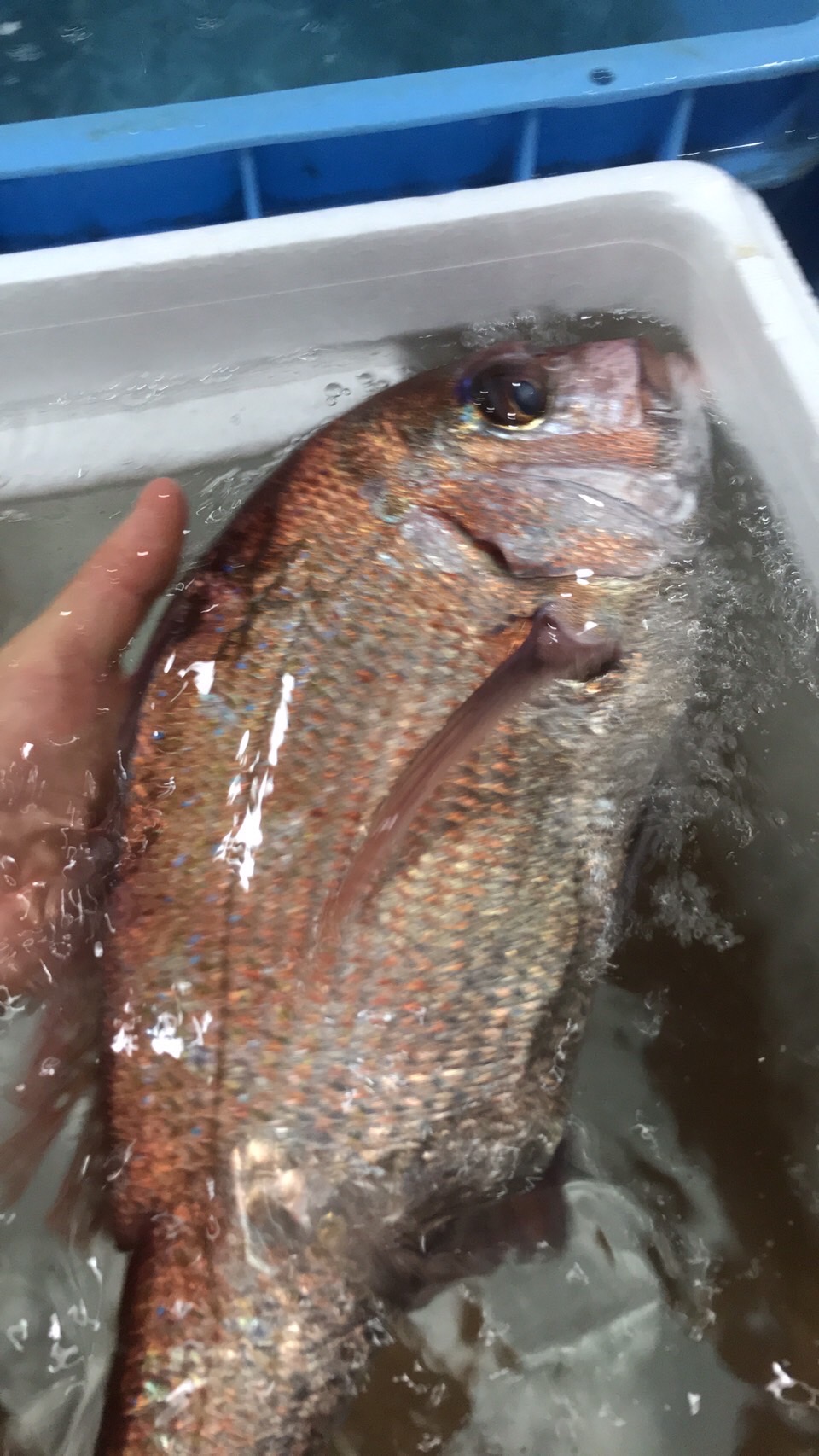 ○淡路　活マダイ　特上　2k前後　半身　k3500