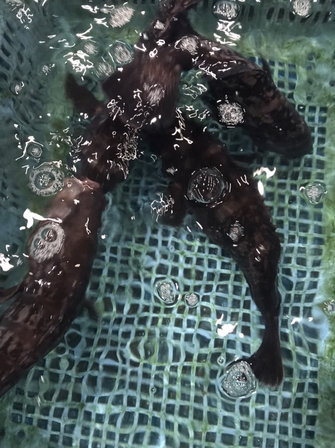 ○三重　活〆マハタ　養殖　2k前後　半身　k3300