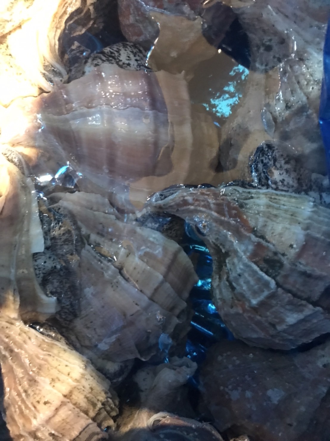 ∞北海道　イソツブ　500g入　1p 980