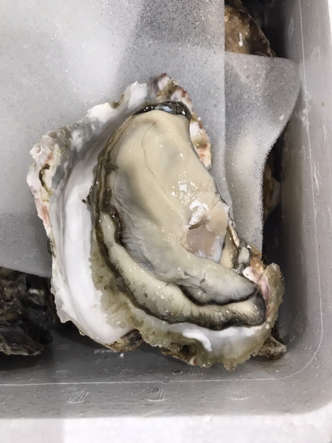 ■厚岸　カキ特大　　1個　