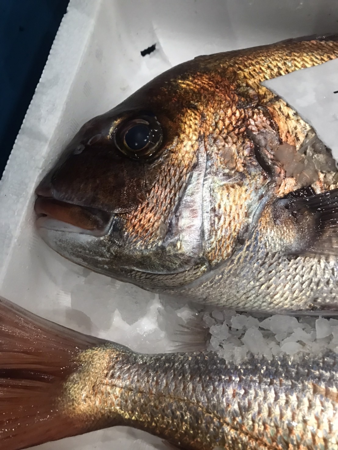 →旬！！明石　活〆天然マダイ　2k前後　半身　