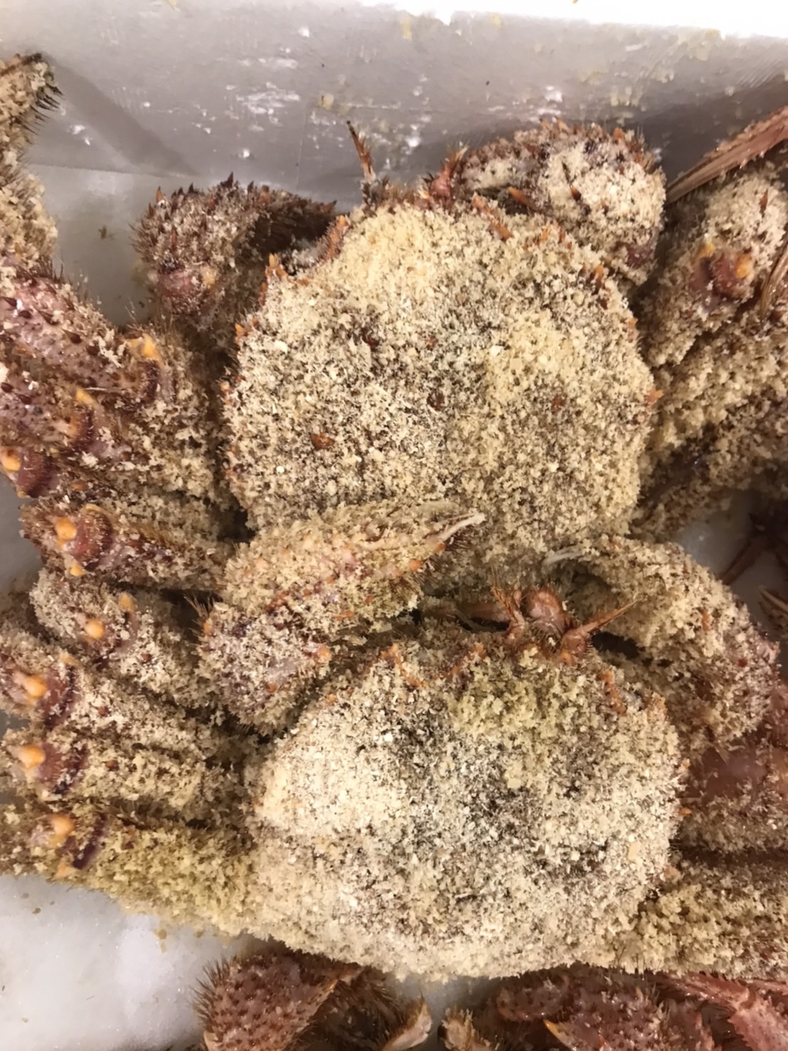 ＊特売！！ロシア　ケガニ　1k前後　1尾　k15000