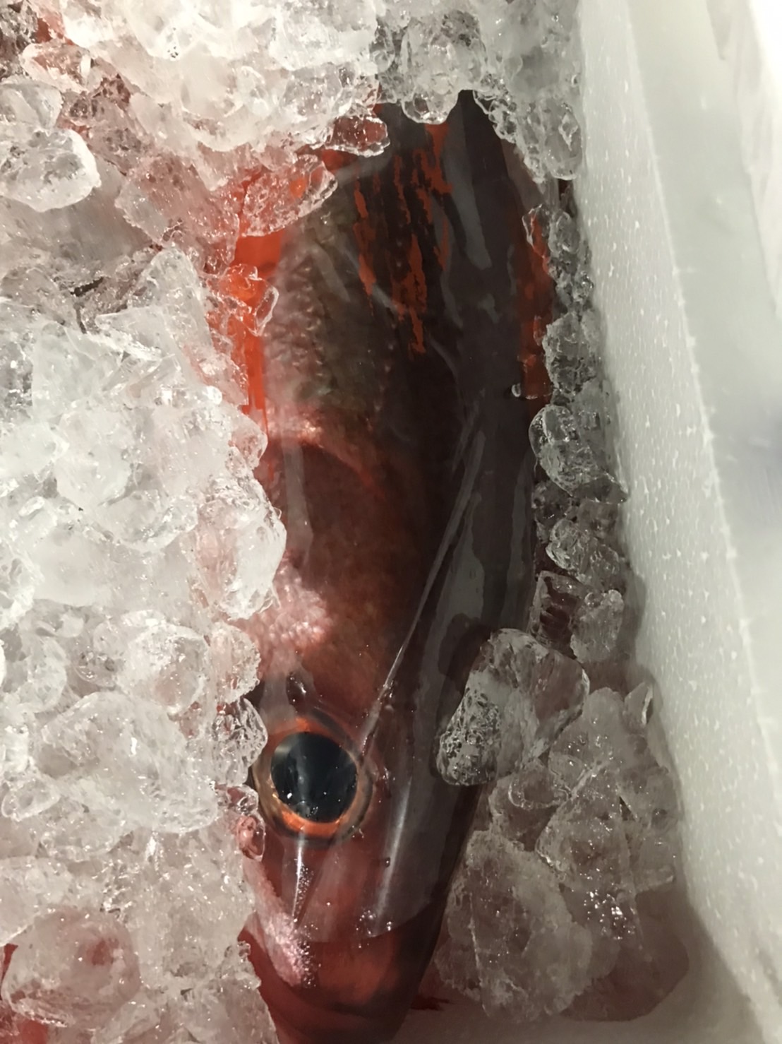 →三宅島　アカサバ　上　2k前後　1尾　k2300