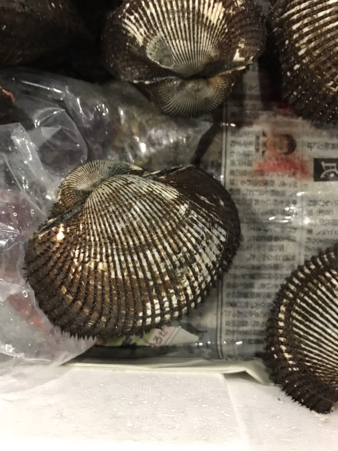 ∞徳島　国産アカガイ　特上！　120g前後　１個　