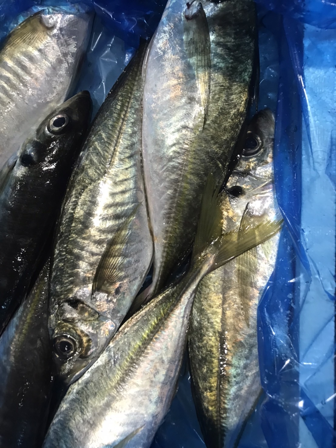 →長崎　アジ　上　500g入　1p798