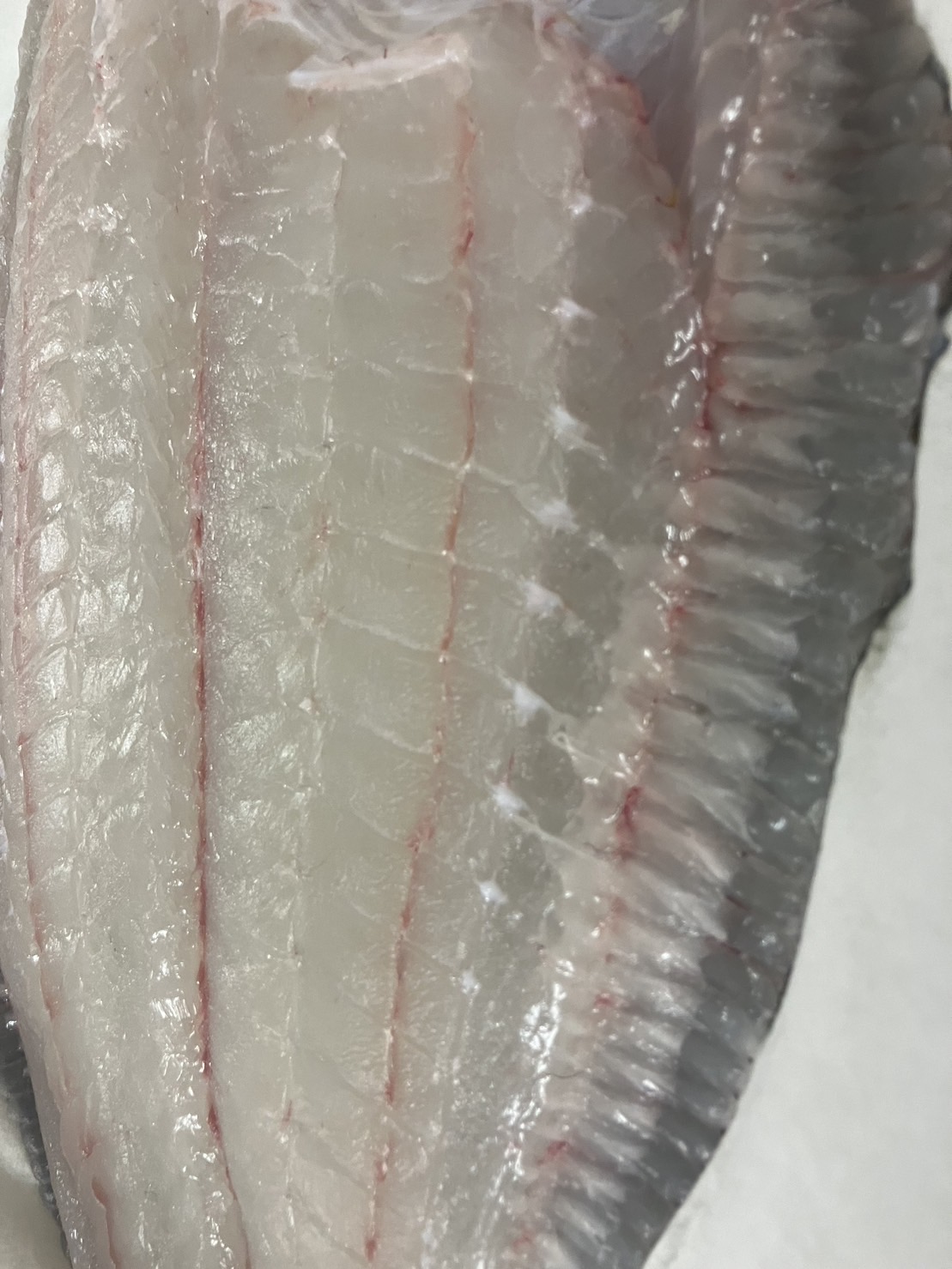 →特売！青森　活〆ヒラメ　4k前後　半身　k1800