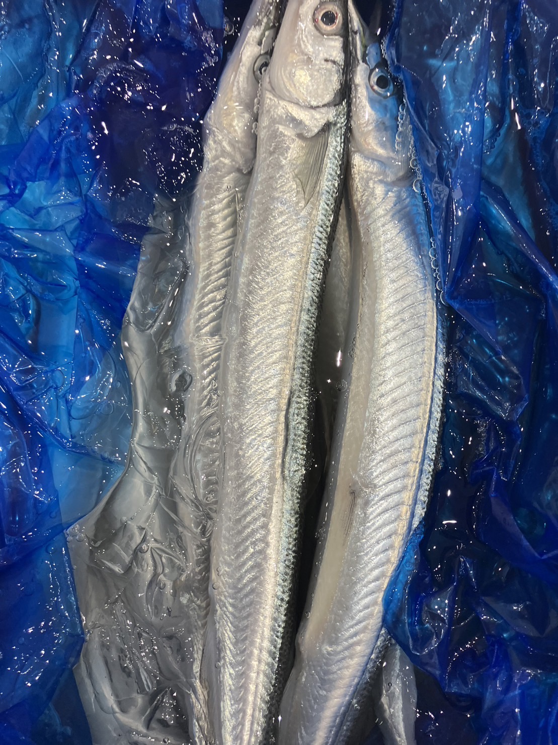 →神奈川　新物サヨリ　90g前後　1尾