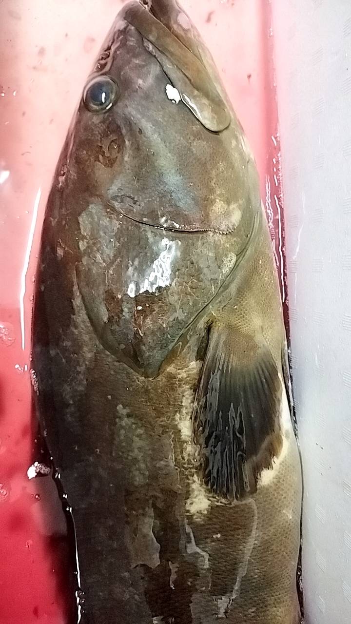 →特売！対馬　活〆クエ　25k前後　4分1 k6500