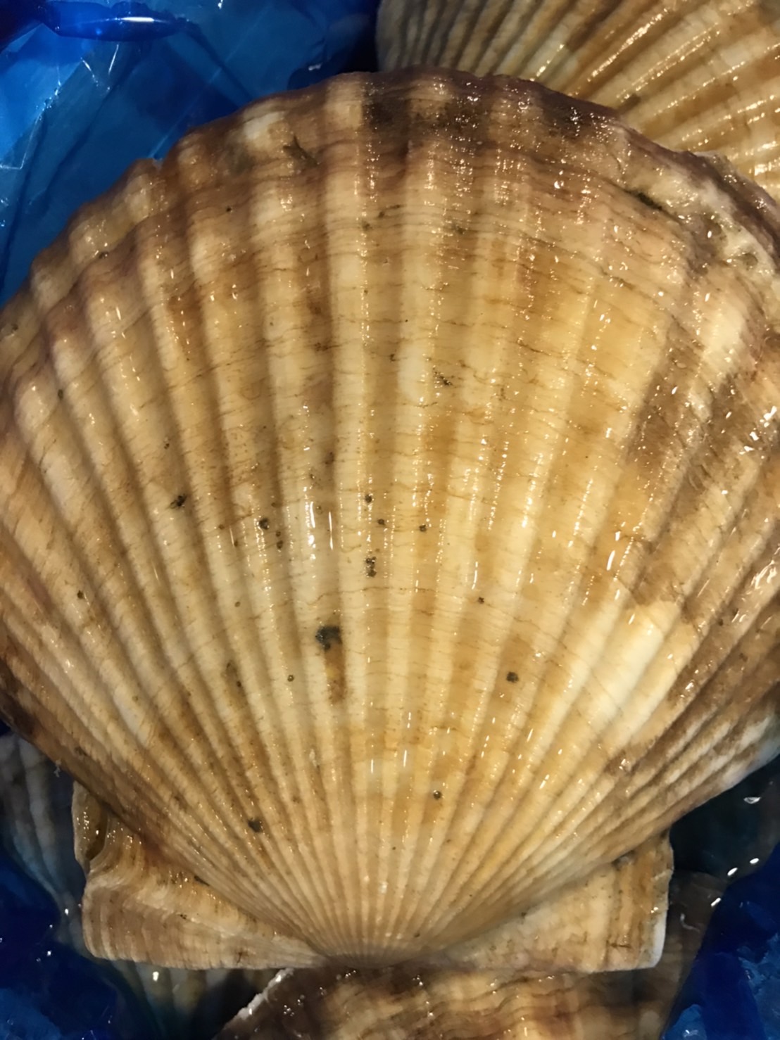 ∞特売！！北海道　殻付きホタテ　1枚　