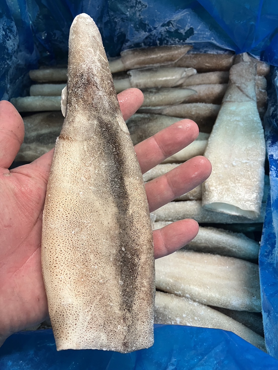 冷凍ツボ抜きイカ　1尾