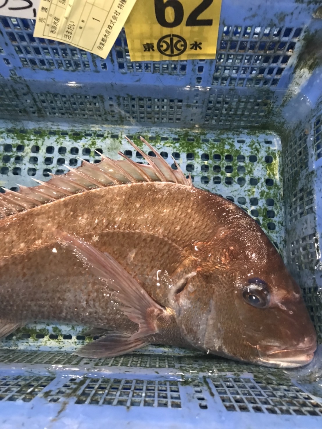 ○旬！！鳴門　活〆マダイ　1k前後　1尾　k2980円