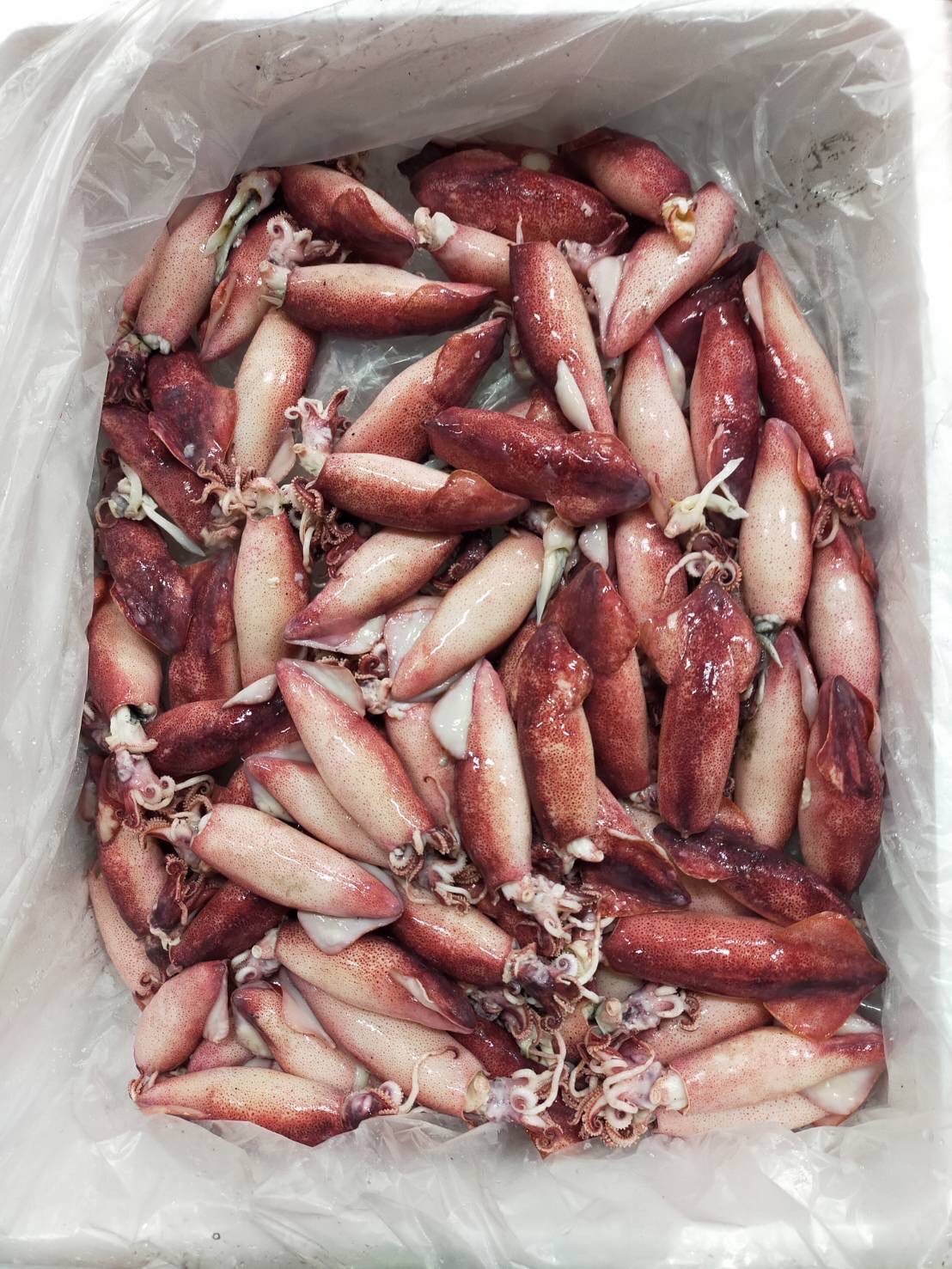 ＊子持ちボイルヤリイカ　500g入　1p 1200円