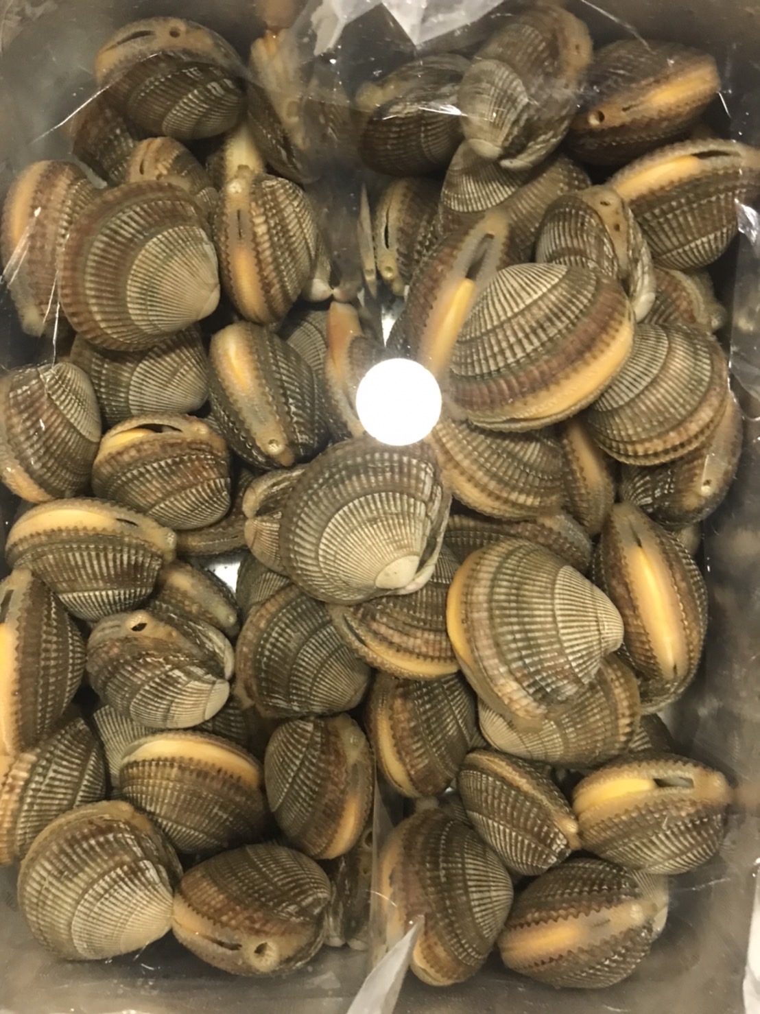 ∞愛知　スダレ貝　500g入　1p598