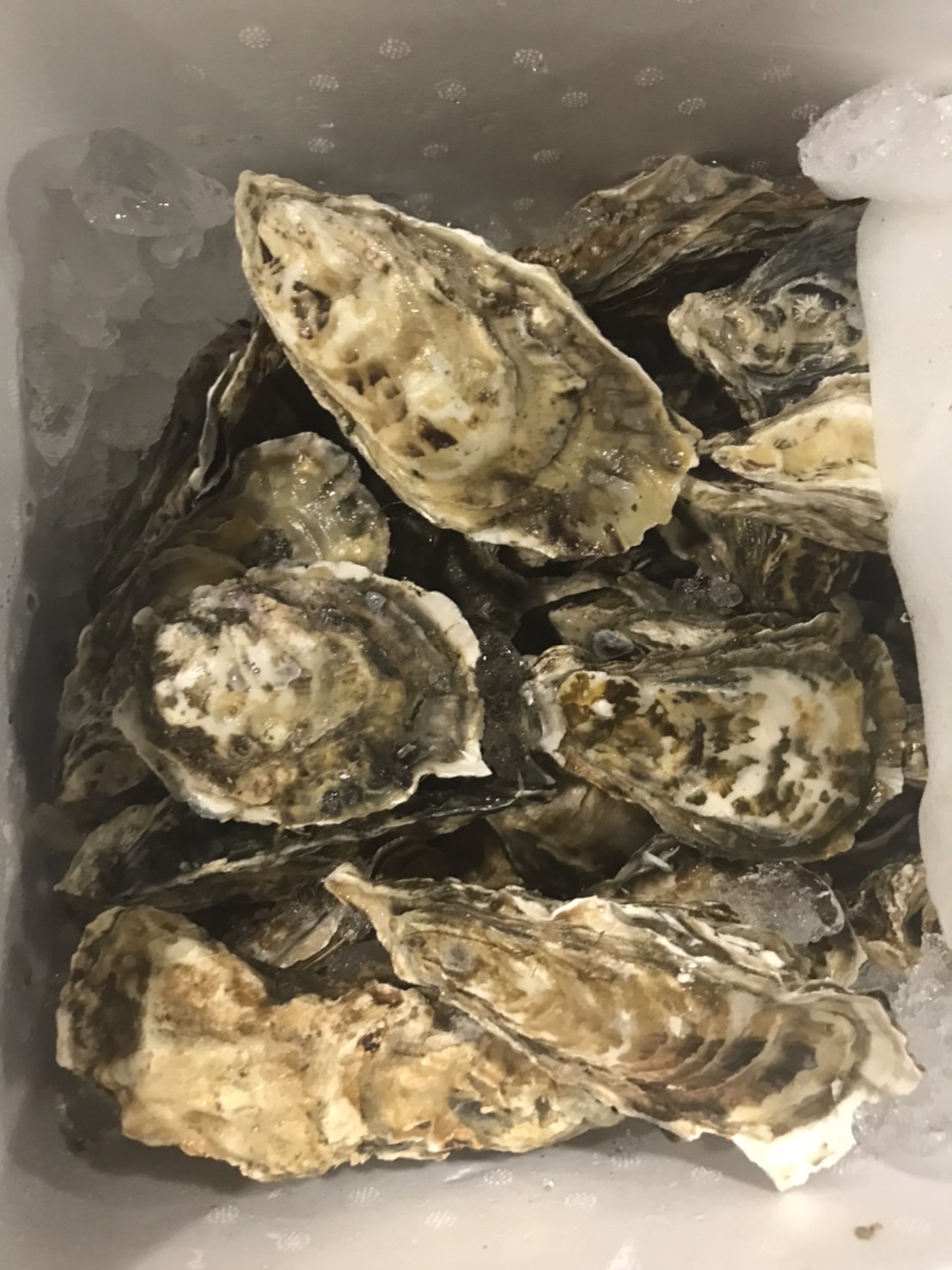 ■岩手　山田カキ　大　1個