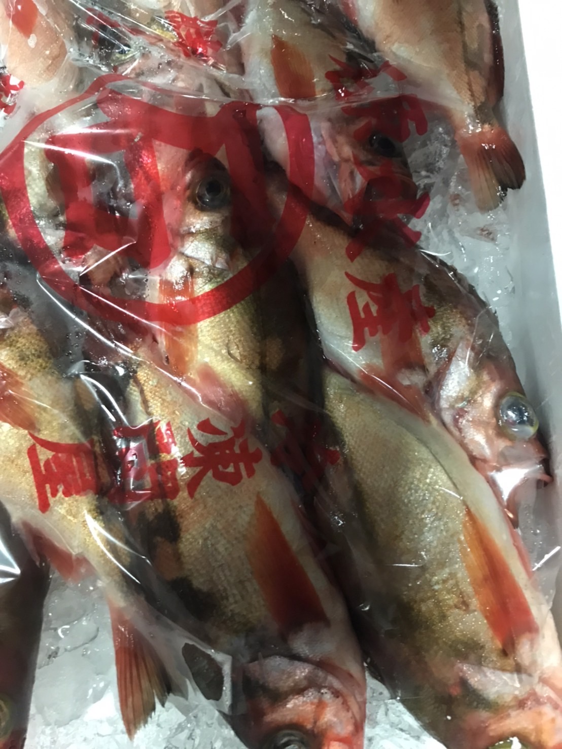 →青森　釣メバル　200g前後　1尾　