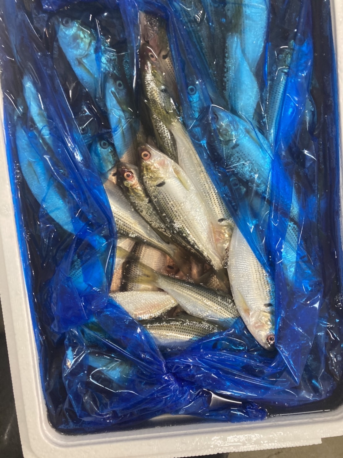 →佐賀　コハダ　一軍　500g入　1p1850