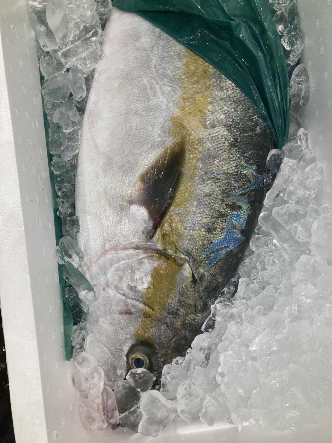 →千葉　活〆ヒラマサ　天然　5k前後　4分1 k2800