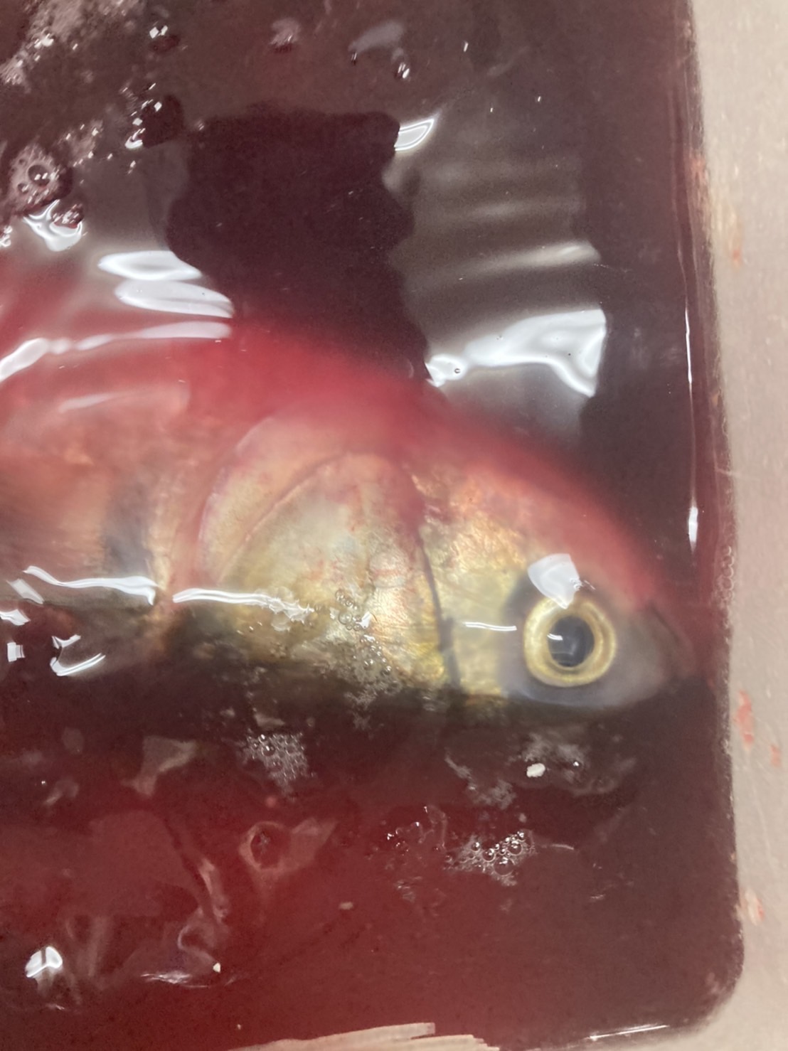 →豊後水道　活〆ボラ　1.5k前後　1尾　k1650