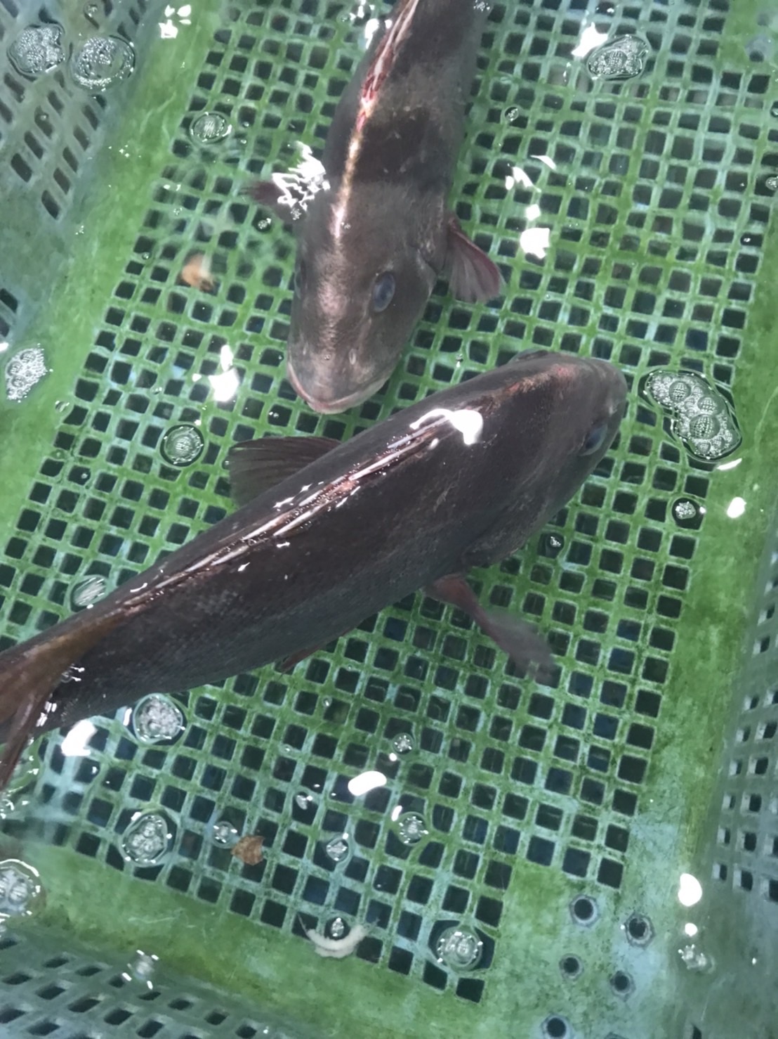 ○特売！千葉　活イシダイ　1.2k前後　1尾　k2800