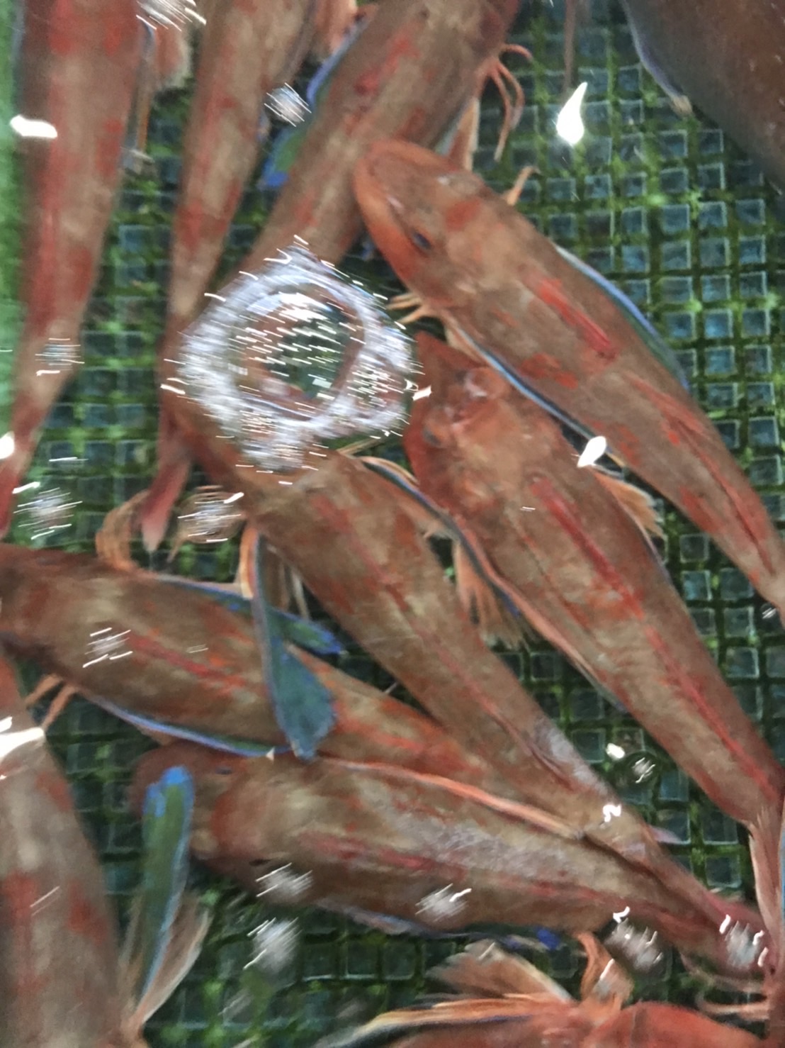 ○神奈川　活〆ホウボウ　300g前後　1尾　k1280