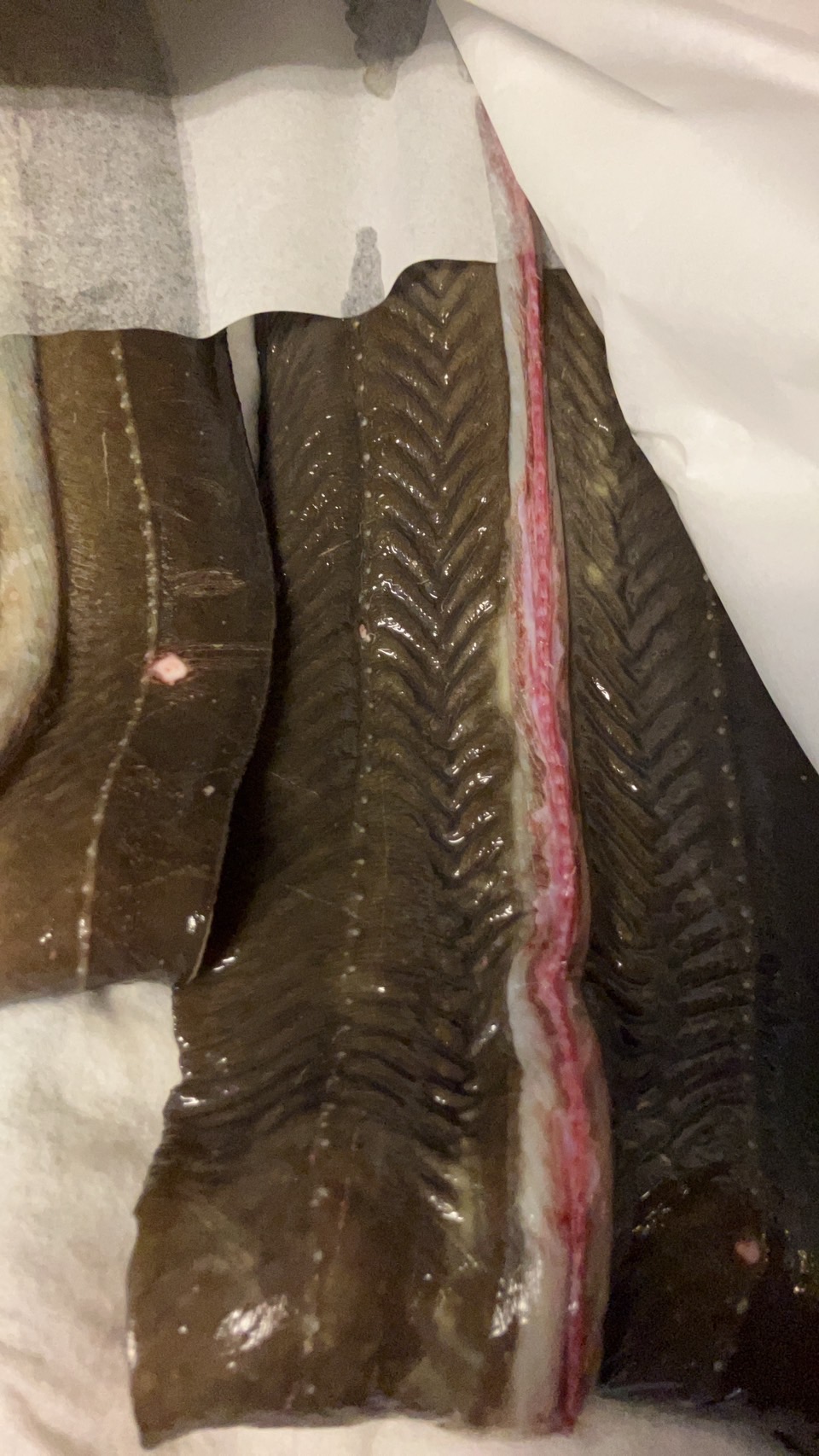 →特上　宮城　活〆アナゴ　脂　1尾700g前後　1kから　k3500