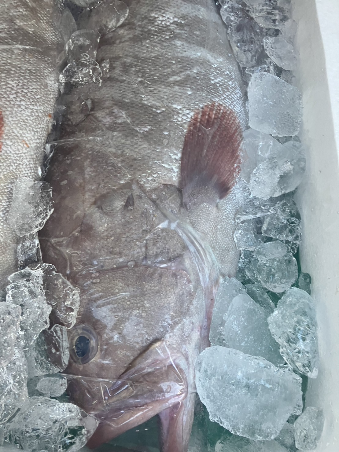 →三重　活〆マハタ　養殖　上　1.5k前後　1尾　k2900