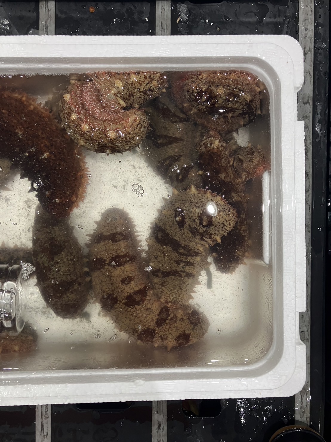 →新物！！　神奈川　アカナマコ　500g入　1p 1200