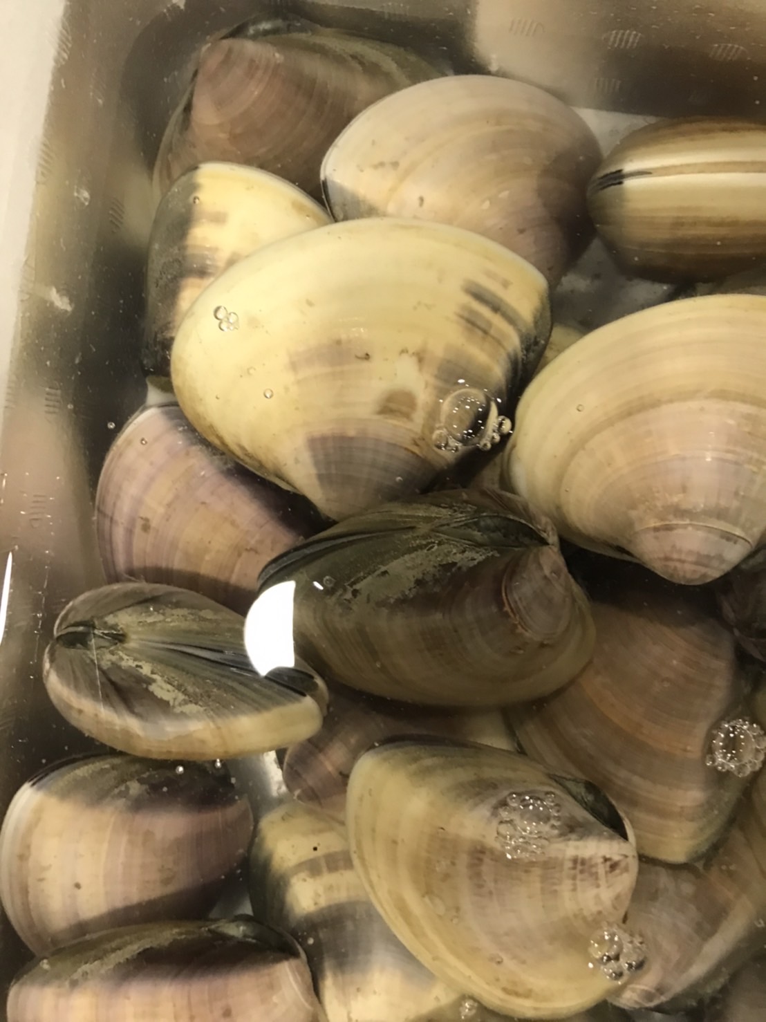 ∞焼津　地ハマグリ　特上　200g前後　500g入　1p2200